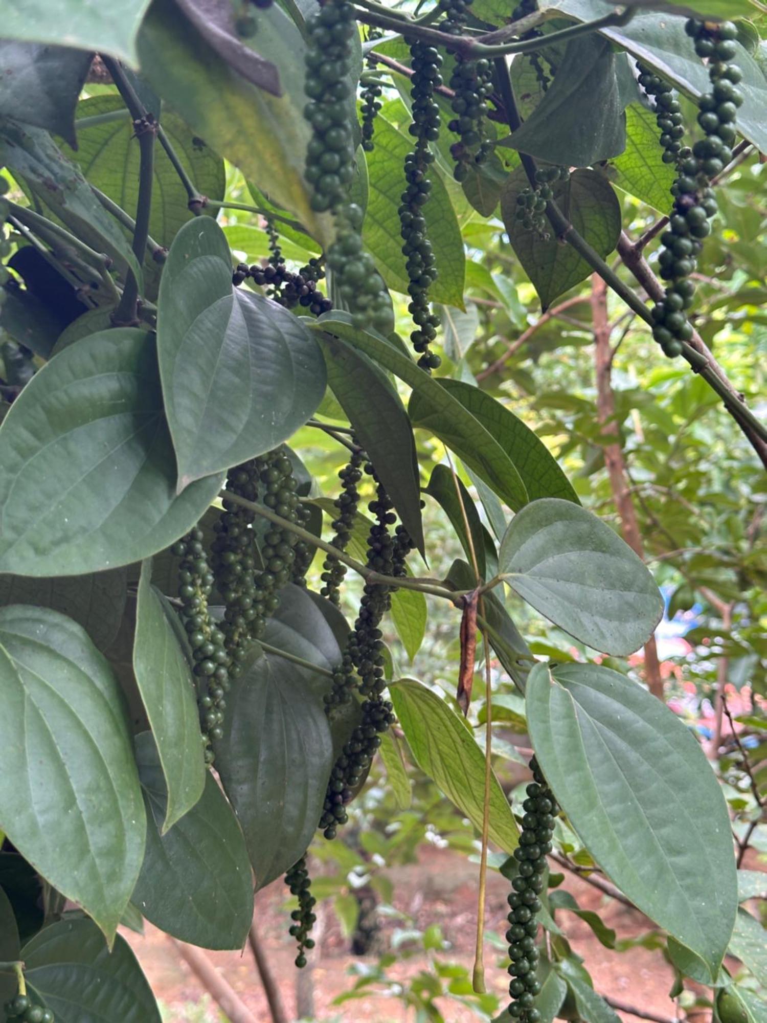 Kattil Farm Stay Varkala Thiruvananthapuram ภายนอก รูปภาพ
