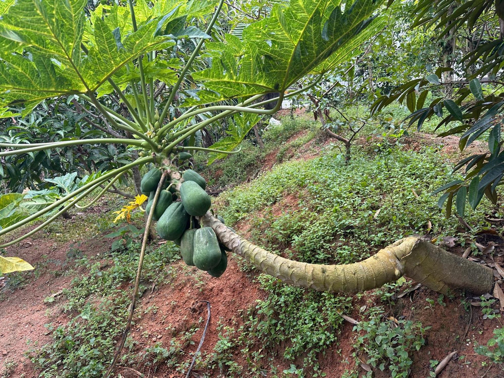 Kattil Farm Stay Varkala Thiruvananthapuram ภายนอก รูปภาพ