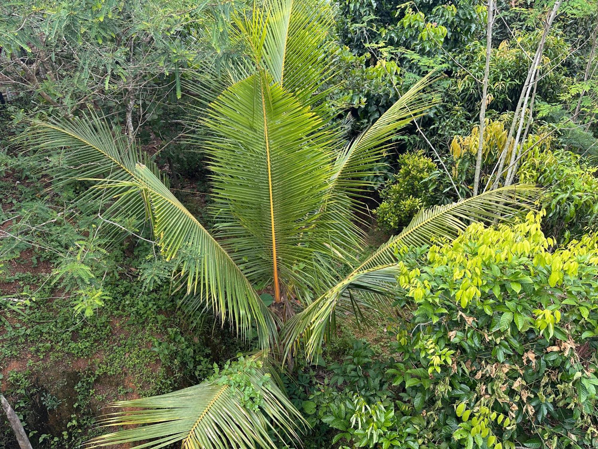 Kattil Farm Stay Varkala Thiruvananthapuram ภายนอก รูปภาพ