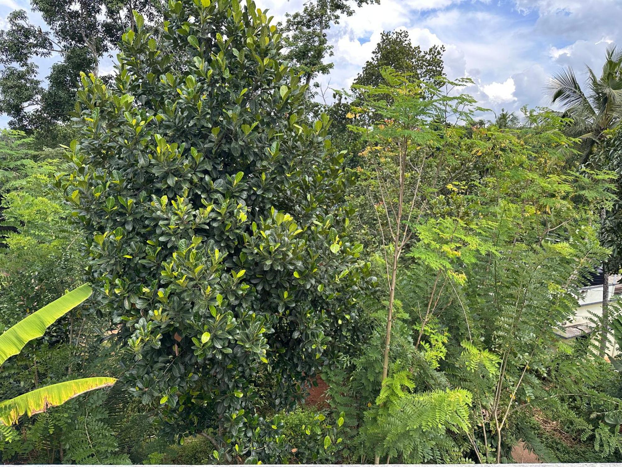 Kattil Farm Stay Varkala Thiruvananthapuram ภายนอก รูปภาพ