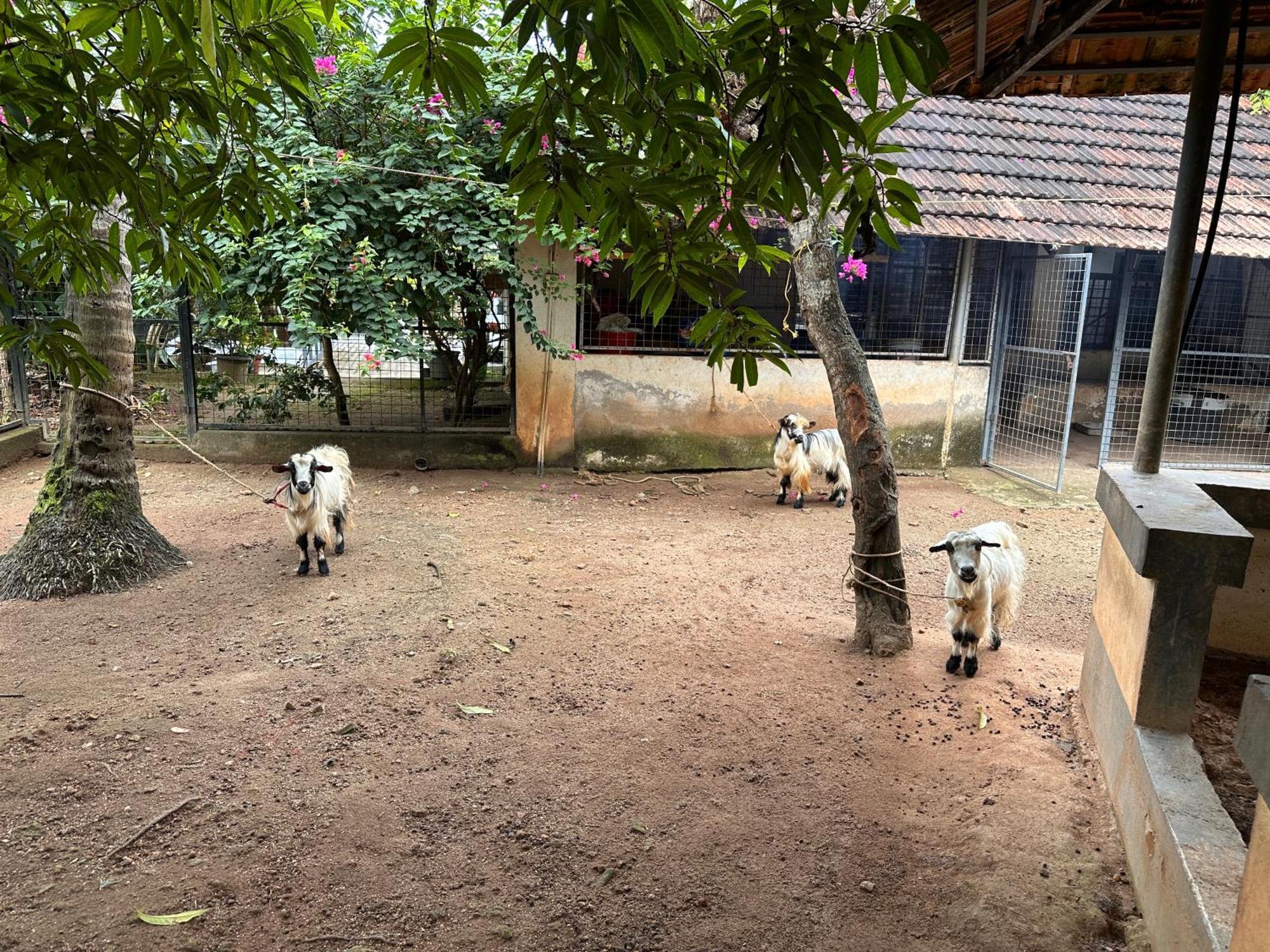 Kattil Farm Stay Varkala Thiruvananthapuram ภายนอก รูปภาพ