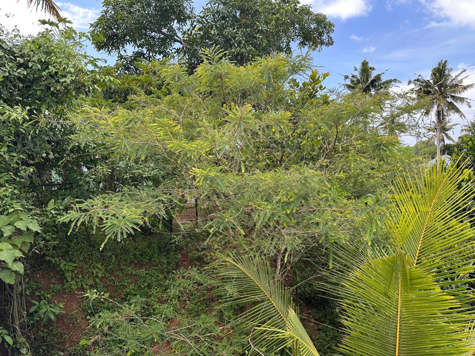 Kattil Farm Stay Varkala Thiruvananthapuram ภายนอก รูปภาพ