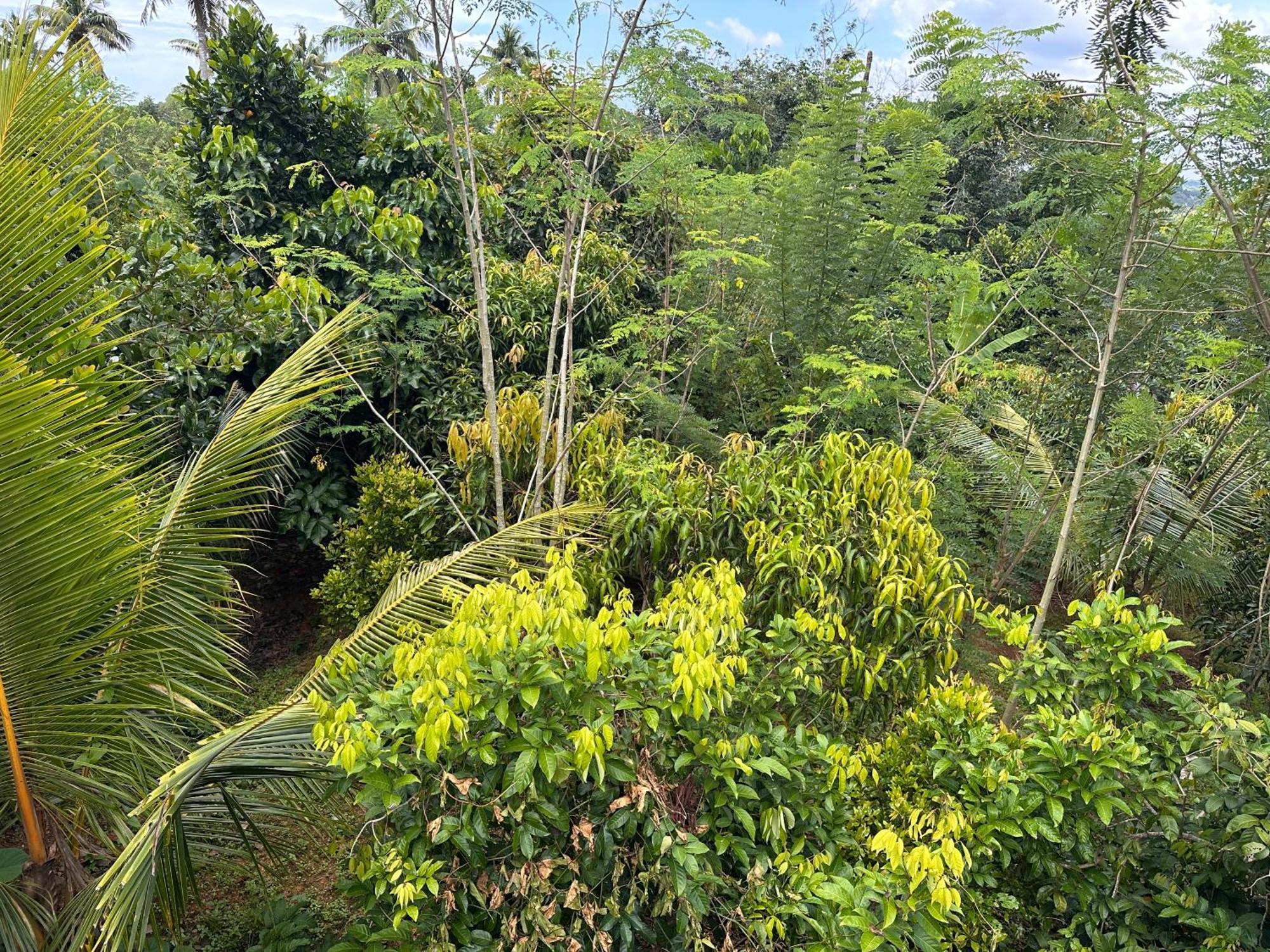 Kattil Farm Stay Varkala Thiruvananthapuram ภายนอก รูปภาพ