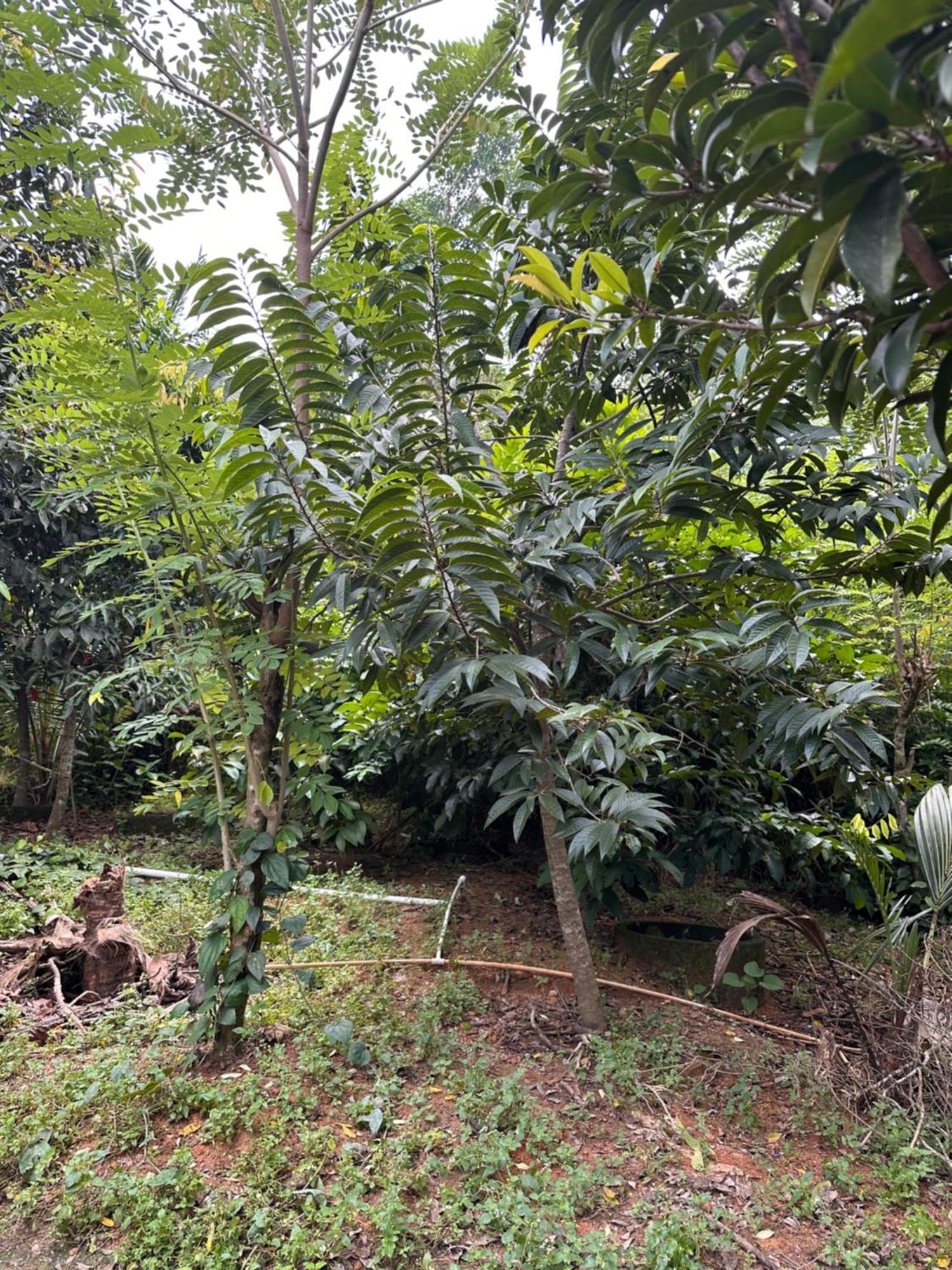 Kattil Farm Stay Varkala Thiruvananthapuram ภายนอก รูปภาพ