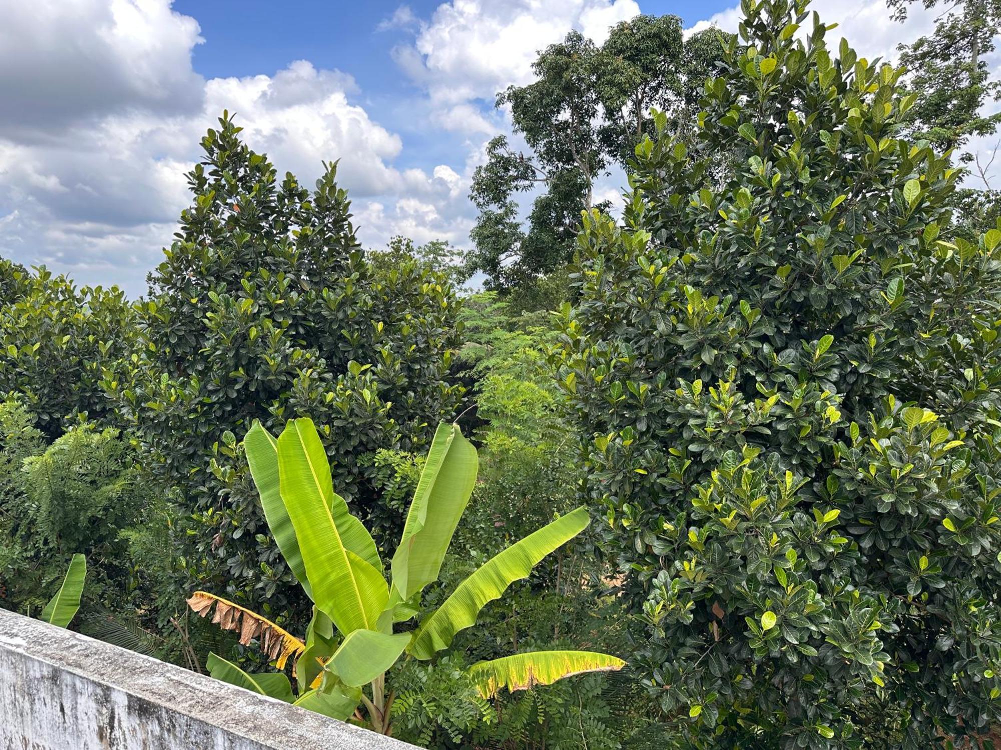 Kattil Farm Stay Varkala Thiruvananthapuram ภายนอก รูปภาพ