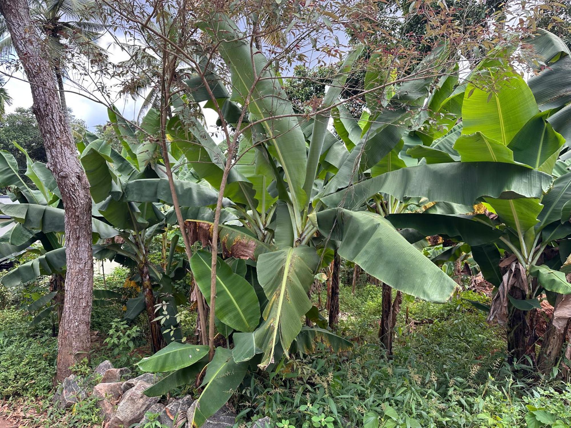 Kattil Farm Stay Varkala Thiruvananthapuram ภายนอก รูปภาพ