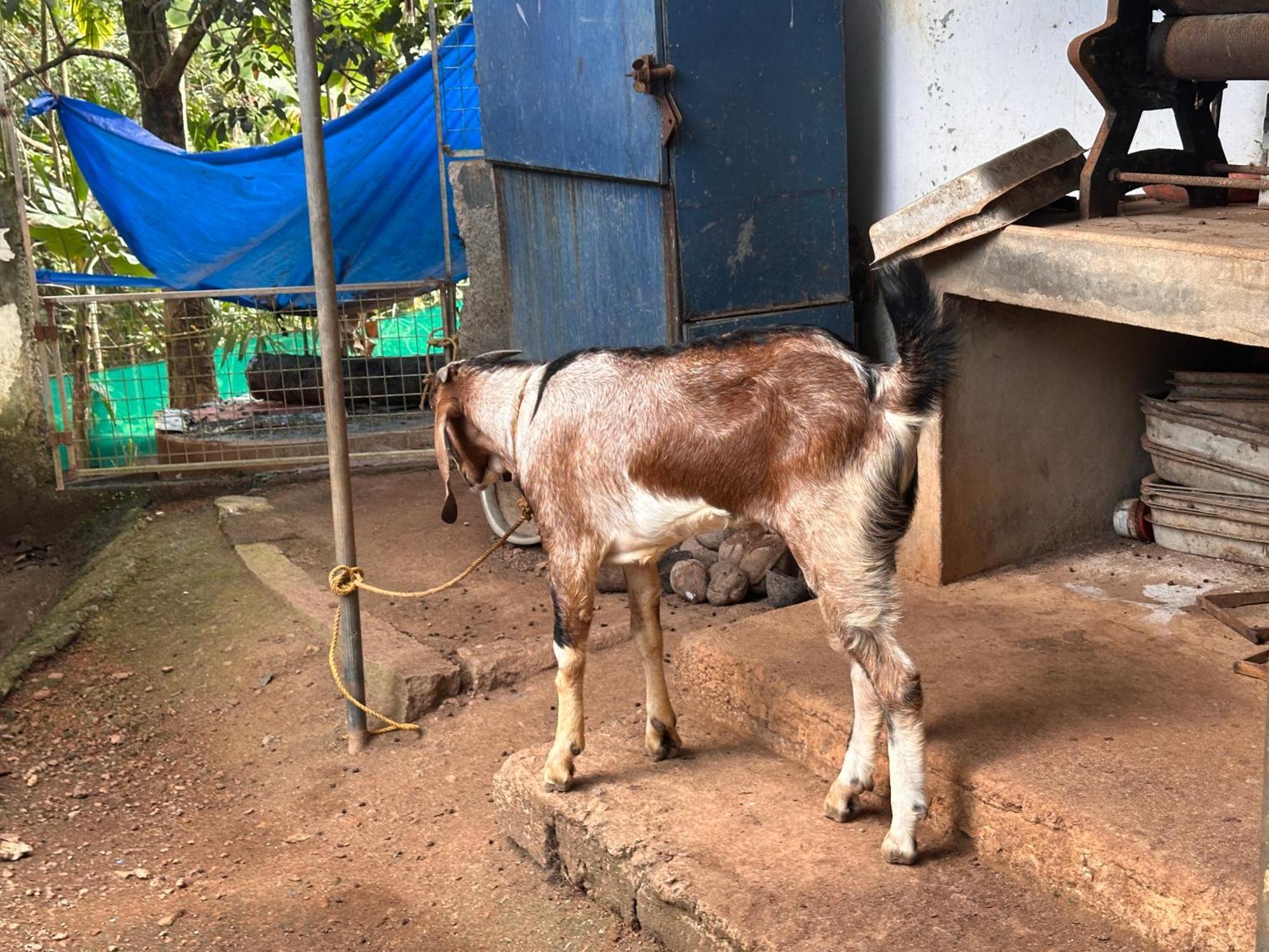 Kattil Farm Stay Varkala Thiruvananthapuram ภายนอก รูปภาพ
